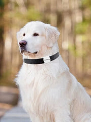 Mini Bluetooth Cat Dog GPS Tracker Anti Lost Waterproof GPS Locator Real-time Collars For Cats And Puppies Remote Global Locator
